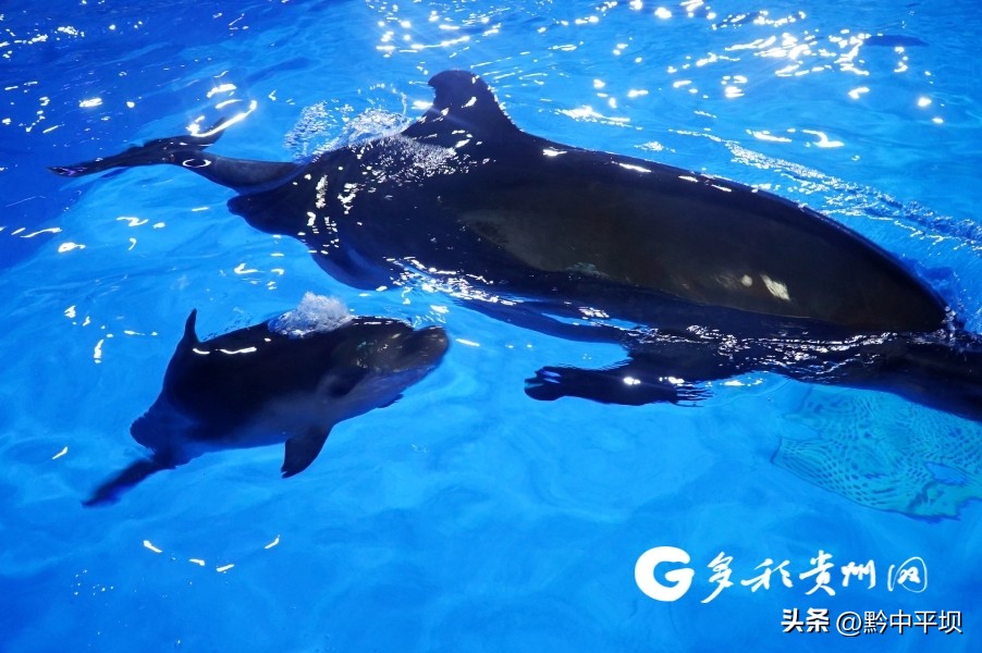 外国人怎么给初生海豚起名,福建首只人工繁育的海豚宝宝满月