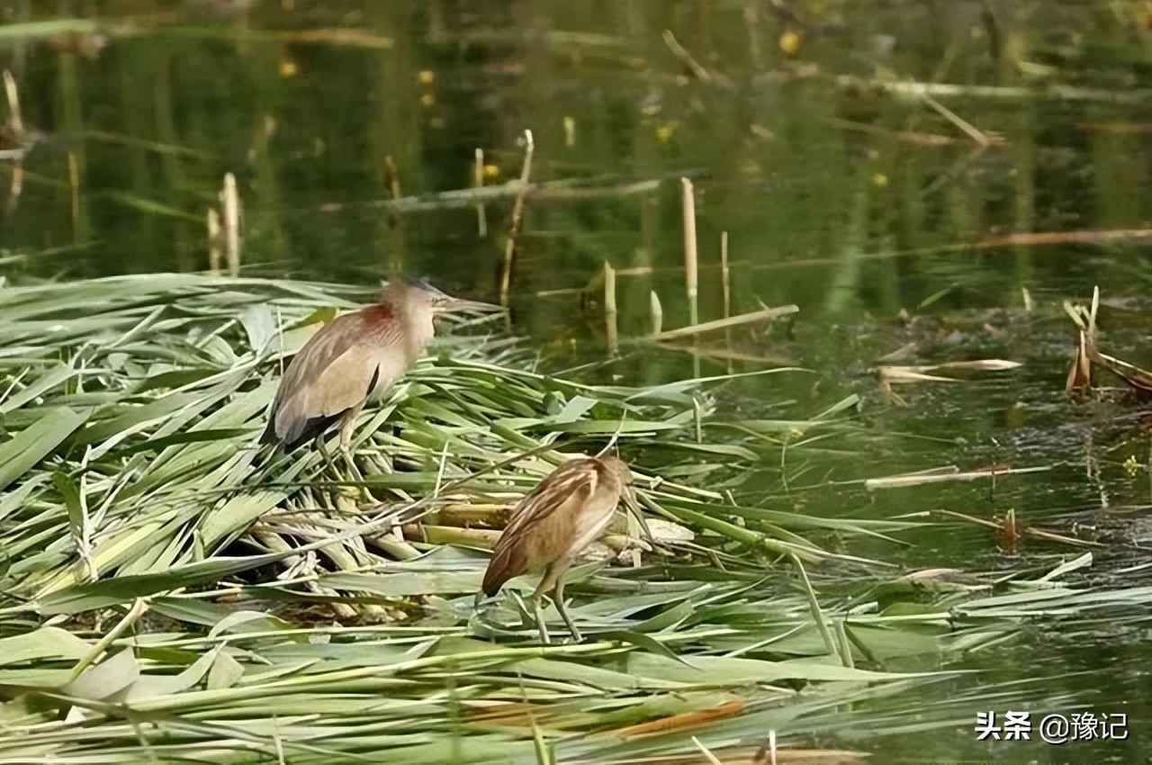 信阳人家家都有的tang，河南好多地方都没了