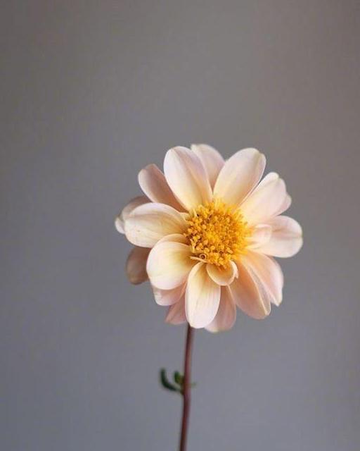 走到哪里都是气氛组,走到哪里都是一个人习惯了孤独