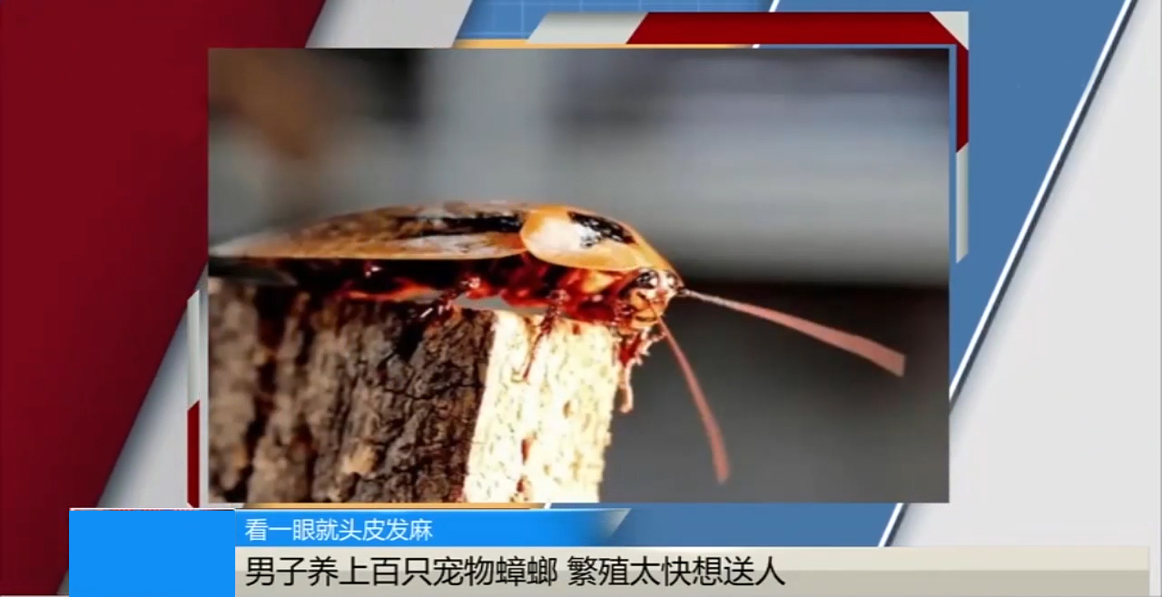 宠物带来蟑螂怎么处理掉,男子养数百只宠物蟑螂