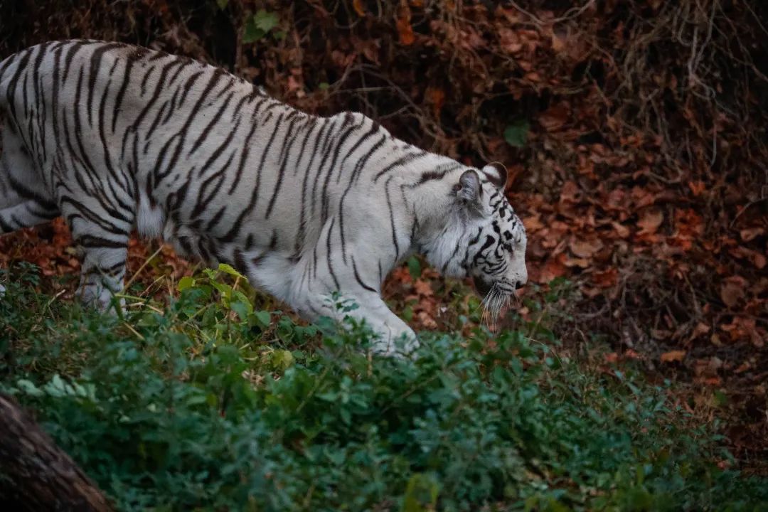 佳能eosr6markii相机镜头推荐,佳能eosr6mark2直出