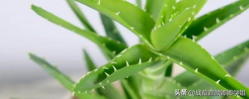 芦荟胶护肤有什么作用和功效,芦荟胶可以用来日常护肤吗