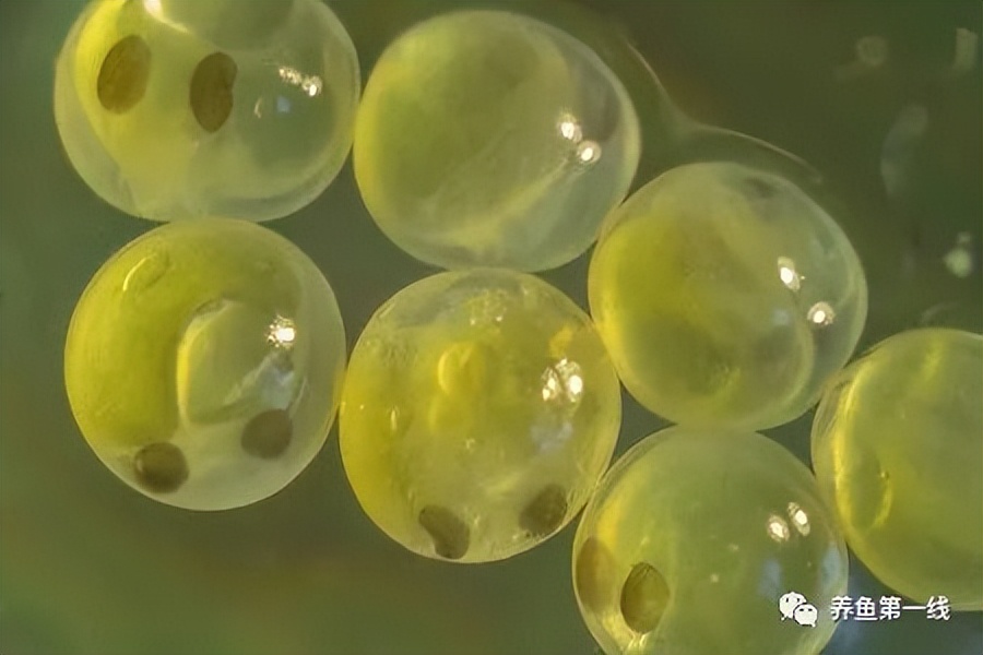 鱼卵水霉,鱼卵出现水霉病
