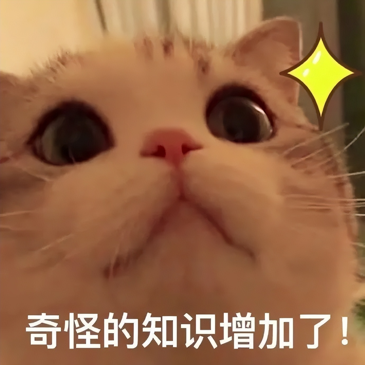 科普｜猫咪的肝病究竟是什么？本文告诉你如何预防