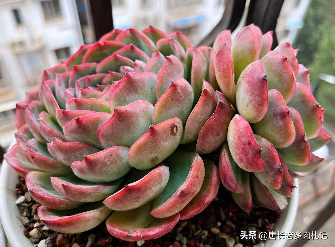 多肉侧影和水晶玫瑰是一样的吗,一种特别好养能度夏天的多肉