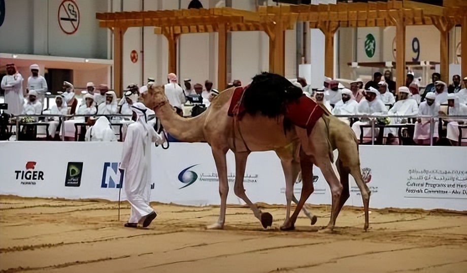 把骆驼卖给阿拉伯人，朋友两年赚出了七套房
