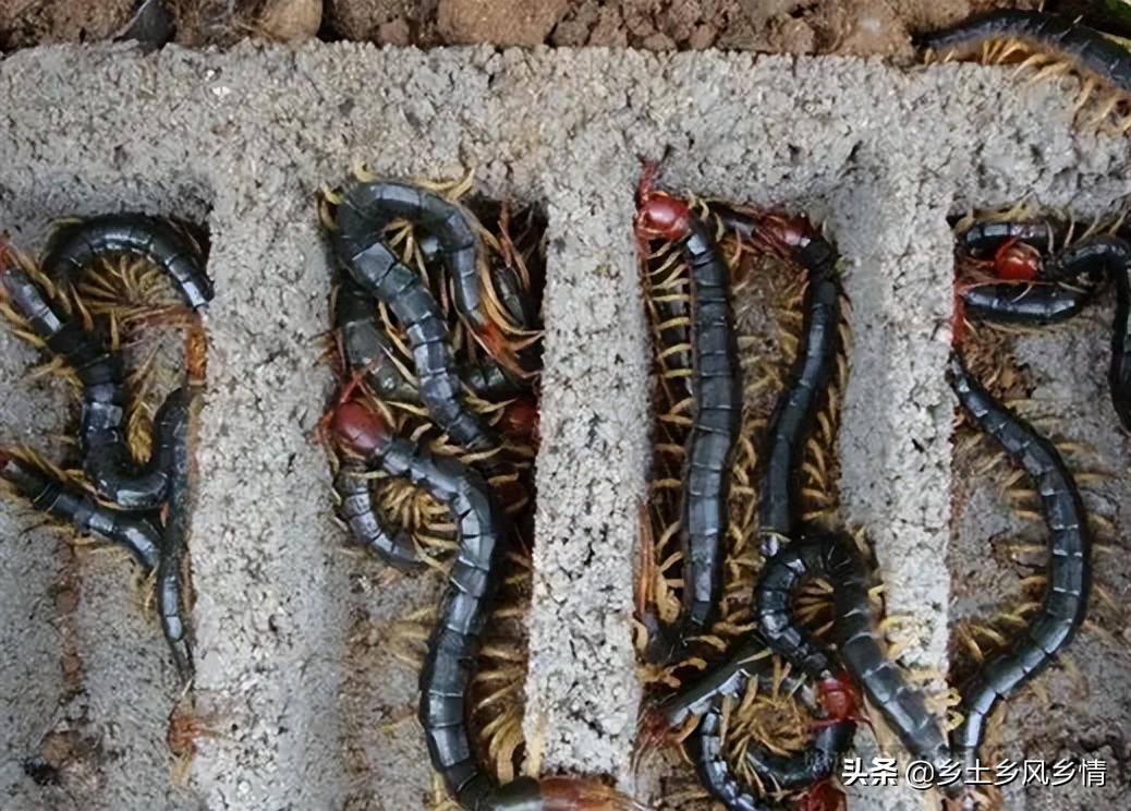 蜈蚣养殖的利润有多大,蜈蚣养殖成本以及利润多少
