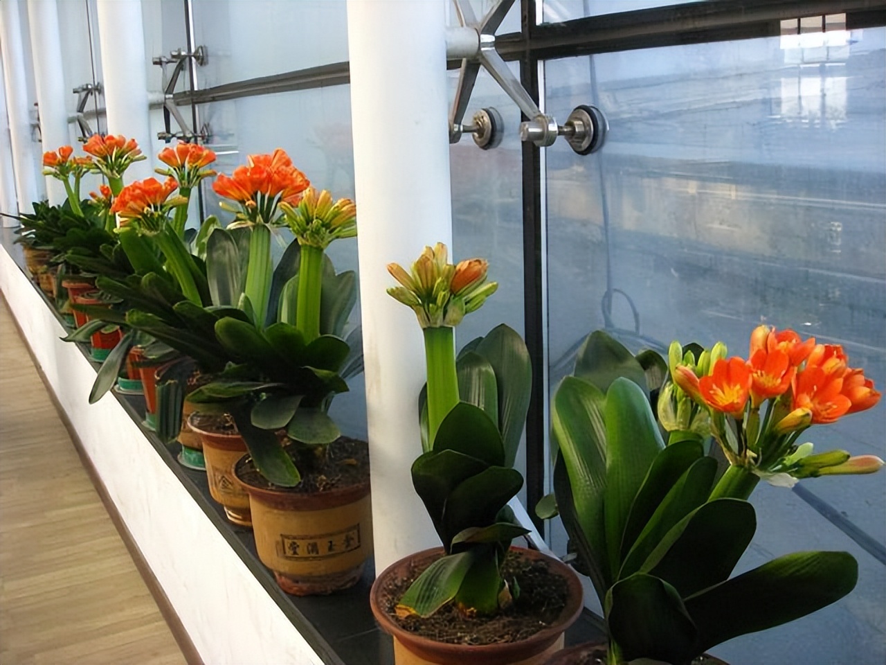 花卉养殖的技巧室内养什么花最好,什么大型花卉比较耐阴又好养