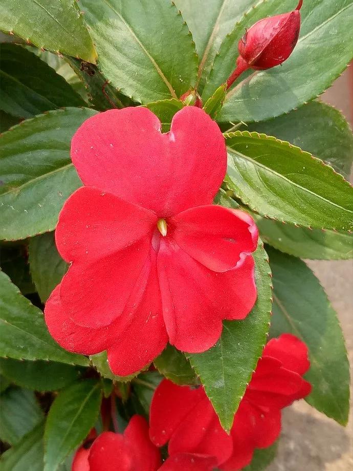 凤仙花种植方法,凤仙花