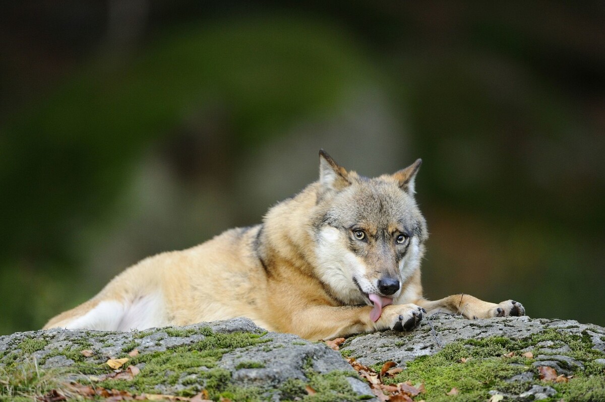 关于舔舐性肉芽肿你应该知道的5件事