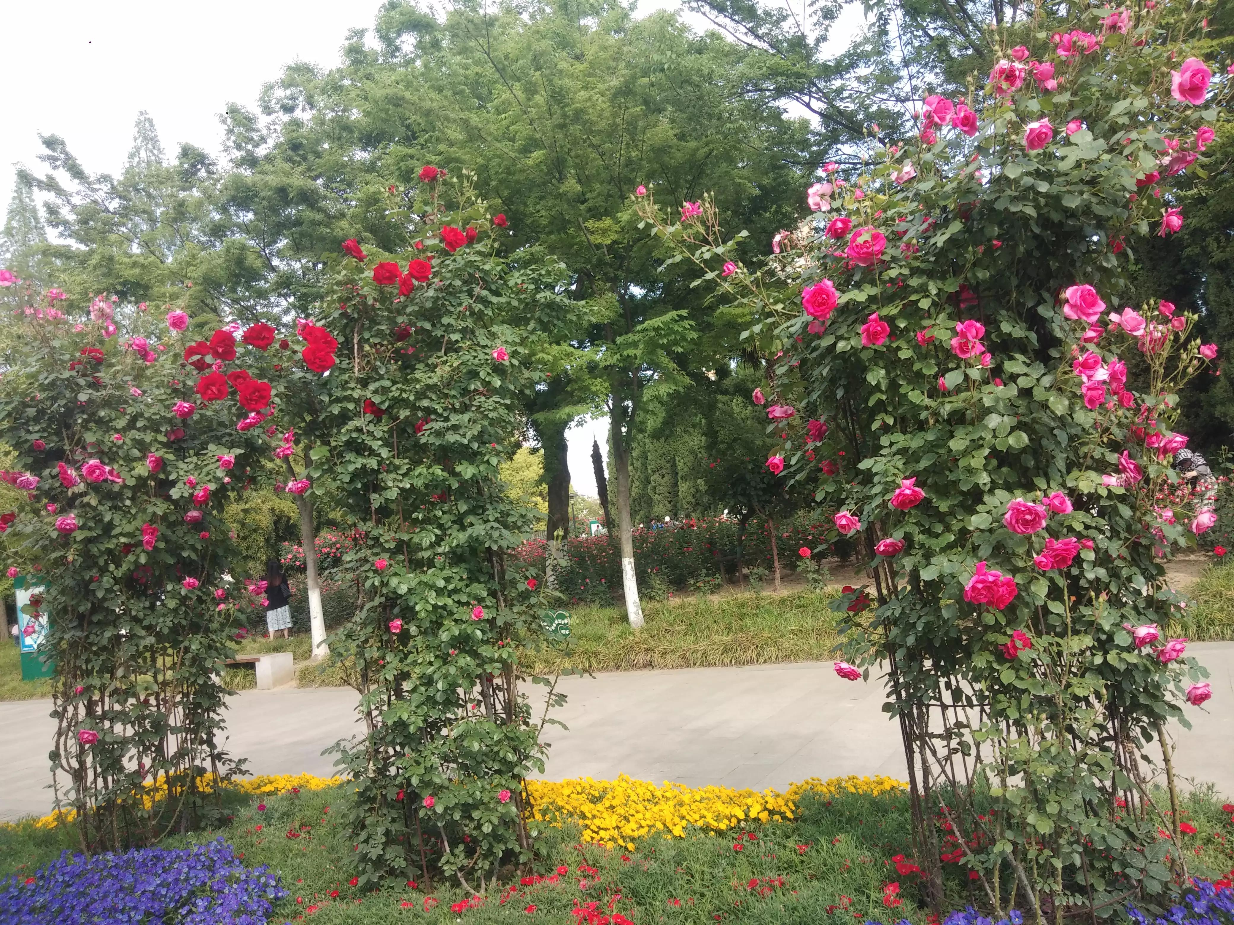 赠人玫瑰手有余香的英语,赠人玫瑰手有余香作文