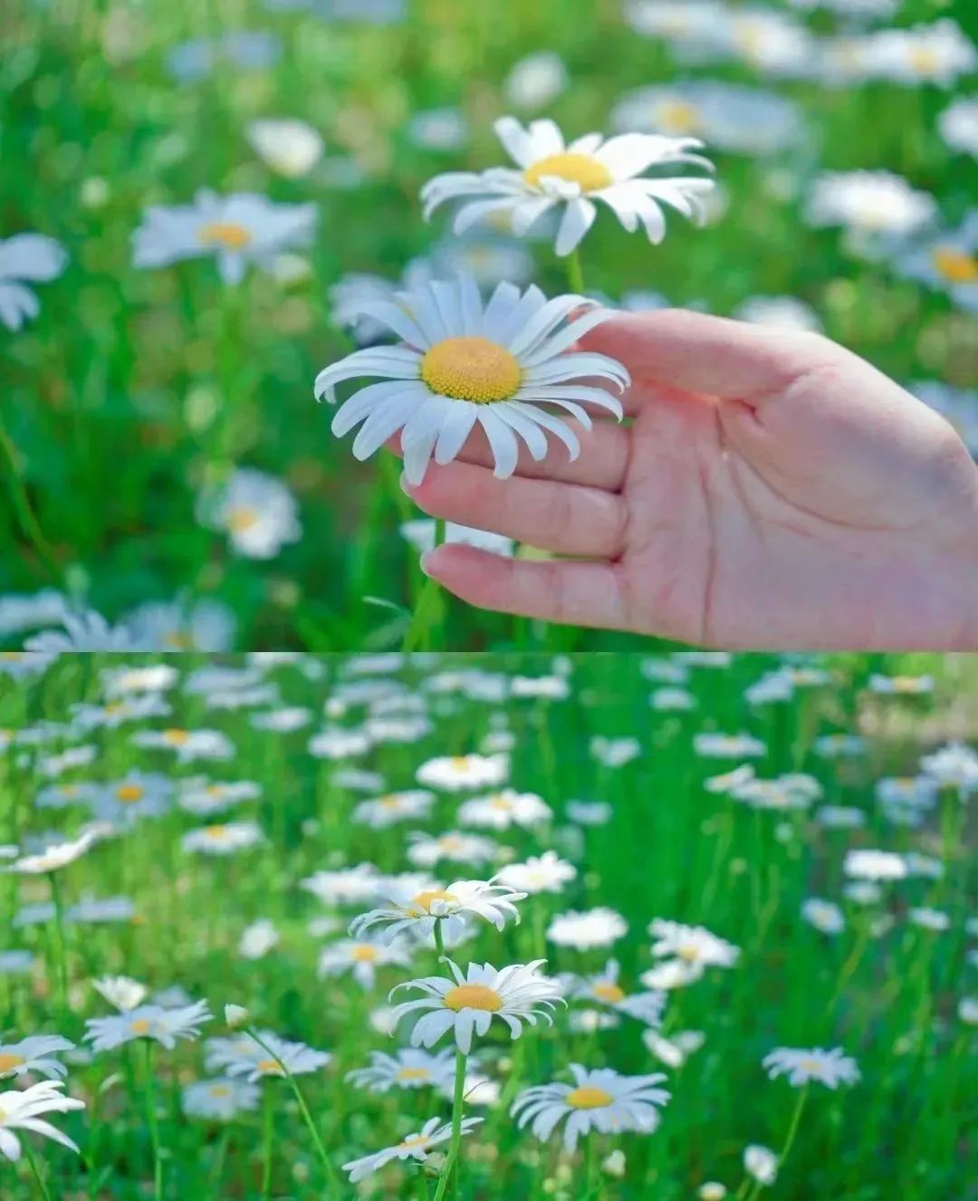 一眼爱上！济南色彩图鉴来了！看大自然的调色盘画出泉城缤纷夏日！
