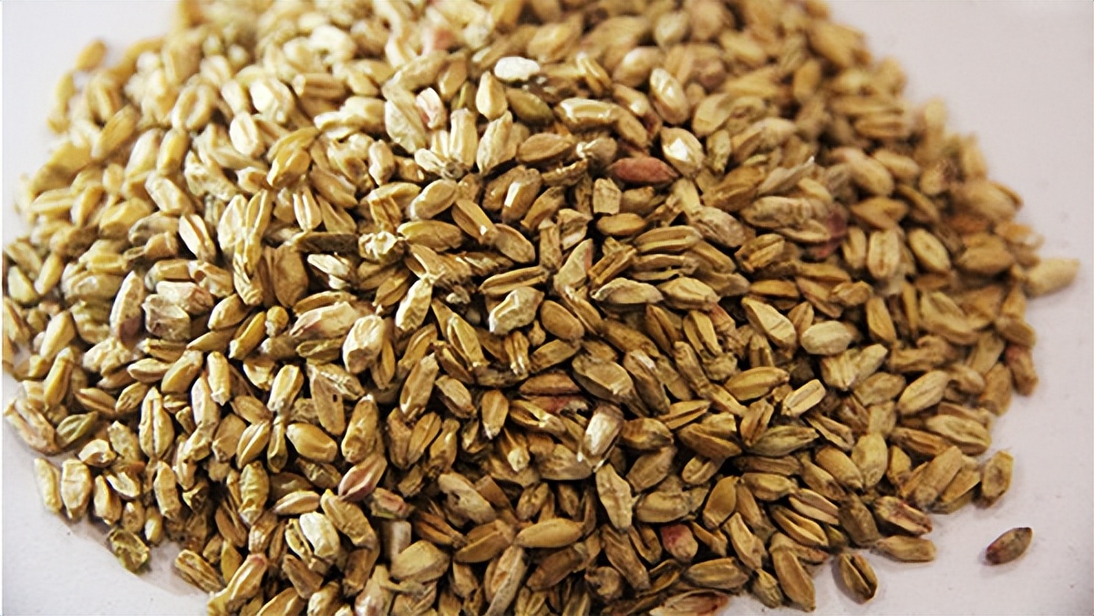 大麦纤维素的特征,研究小麦在人体的化学反应