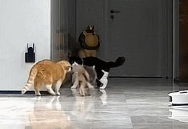 双眼失明的小猫,双目失明小猫