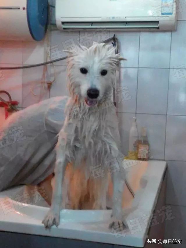 萨摩耶在马路边上捡回家养,萨摩耶被流浪狗看上