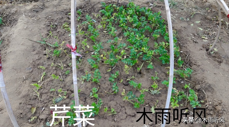 芹菜的种植管理视频播放,芹菜种植时间及方法应该了解哪些