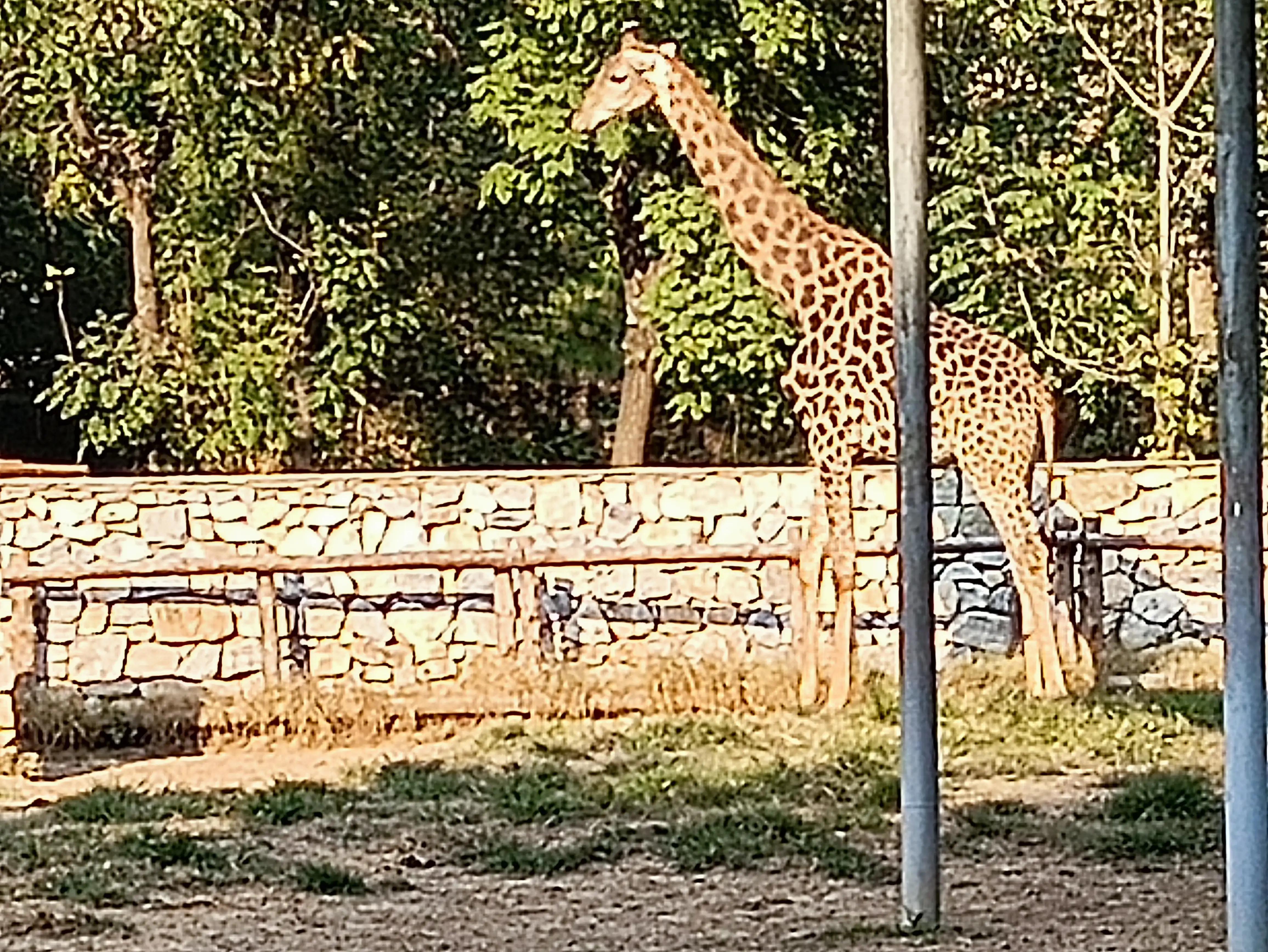 北京动物园和北京野生动物园区别,北京野生动物园狗妈妈和老虎狮子
