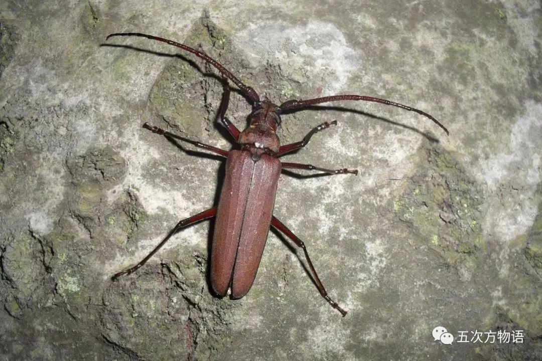 中国天牛图鉴,天牛全程图鉴