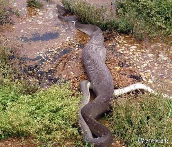 巨蟒捕食真实视频,巨蟒捕食鬣狗视频大全