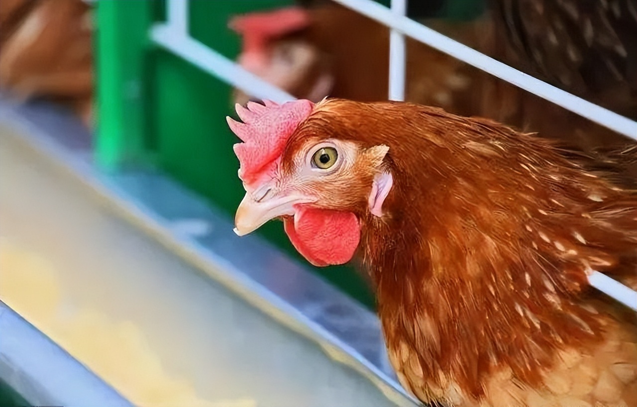 浣庨挋楗叉枡,浣庨挋鏃ョ伯