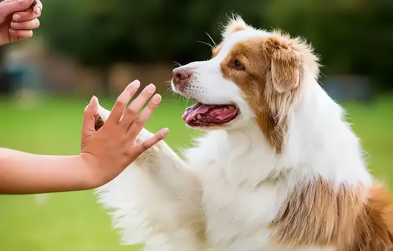 狗狗和你不亲,狗狗见人不亲也不叫