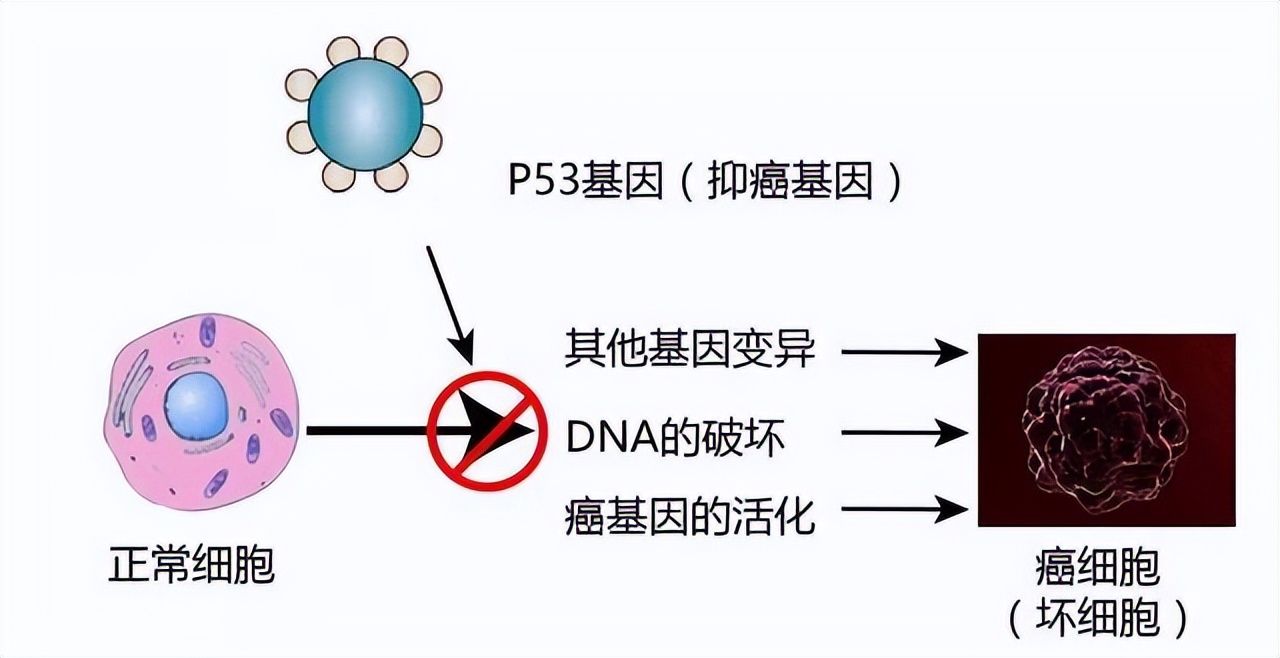 被禁用的中草药,常用中草药毒性一览表