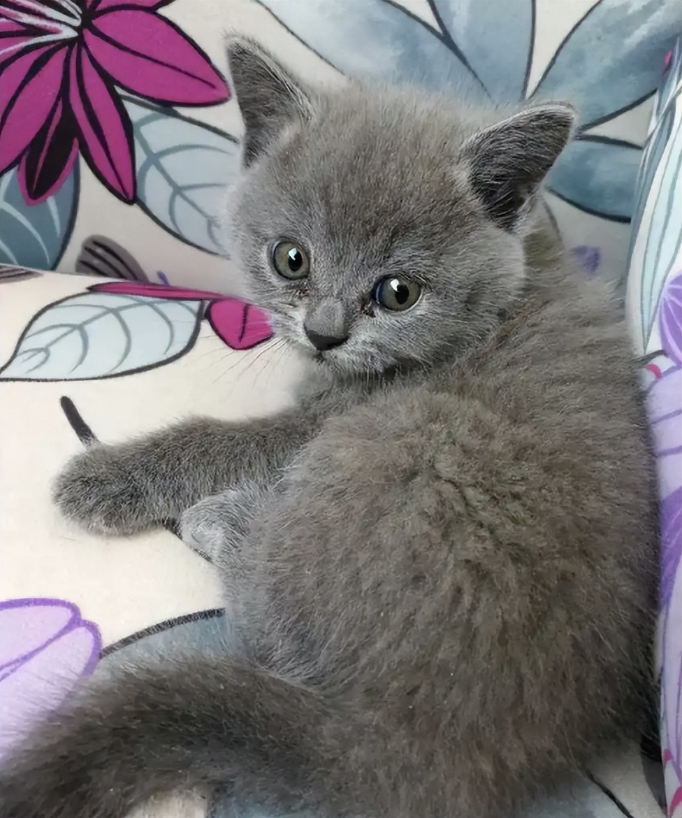新手养英短蓝猫的十大忠告,英短蓝猫饲养技巧和方法