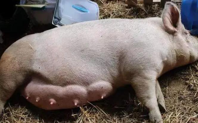 后备母猪尿液白,后备母猪尿后有白色的分泌物