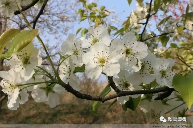 赞美梨花的诗句古诗大全,关于梨花的古诗词大全