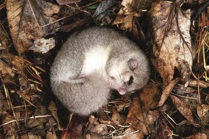动物千姿百态,动物园的动物千姿百态