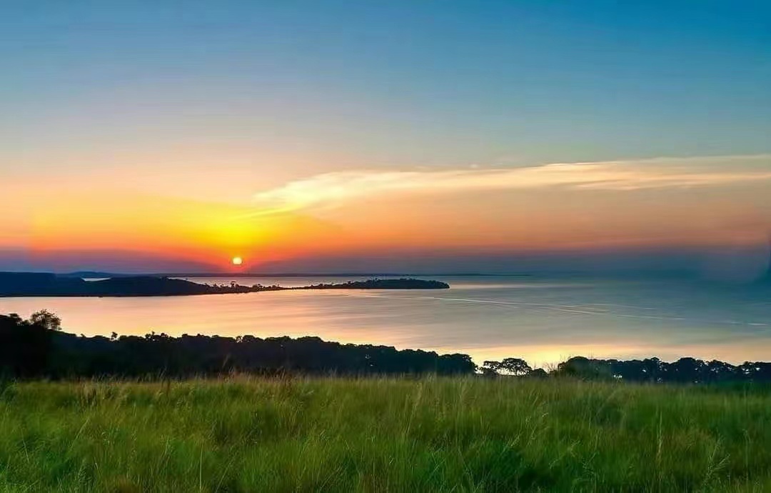 比较容易养的三湖鲷鱼,推荐几款适合新手饲养的观赏鱼