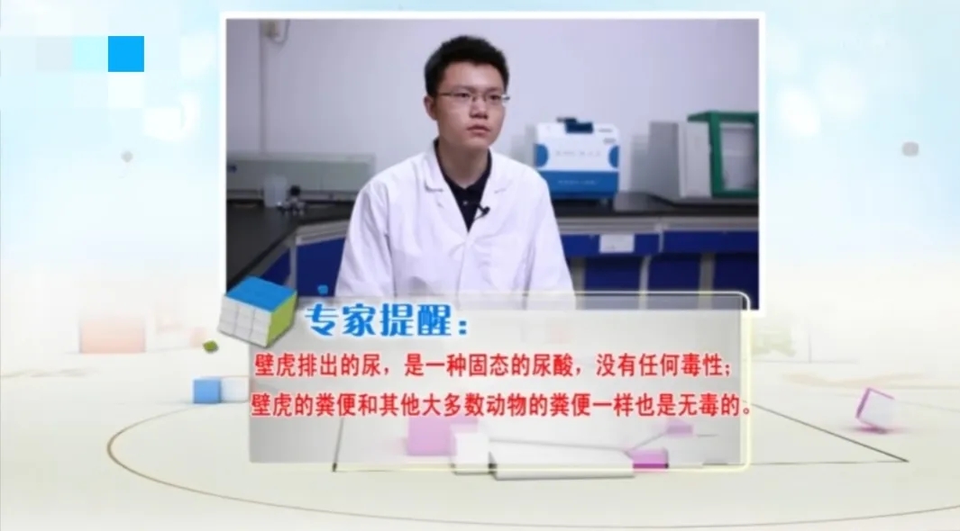 五毒有壁虎还是蜘蛛,五毒为什么是壁虎而不是蜘蛛