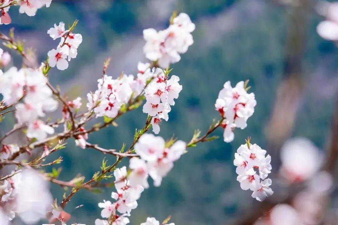 唯美春天的古诗词大全,描述春天的万种风情古诗十首