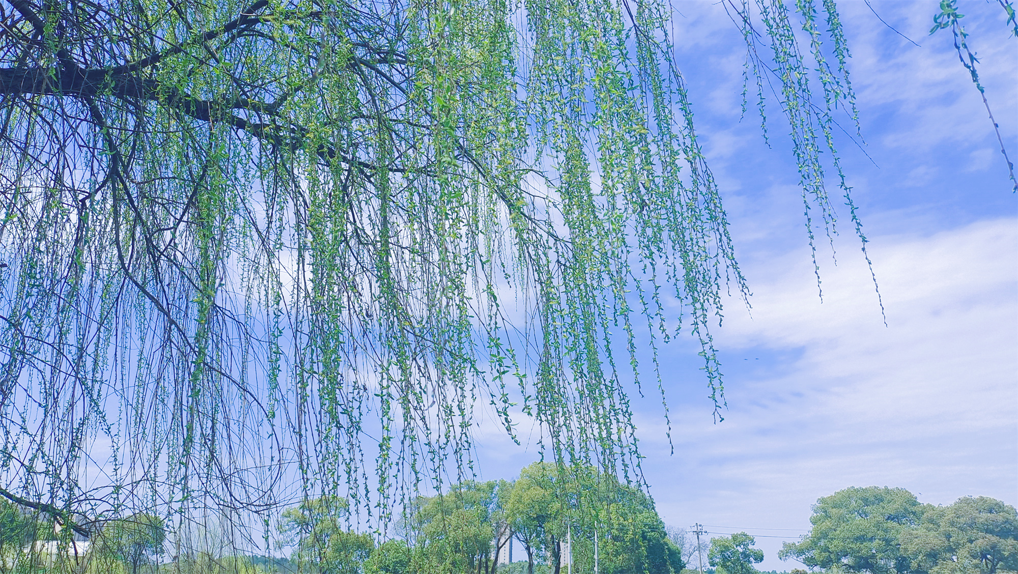 美丽吉安之风光系列：春天的柳树婀娜多姿美丽动人