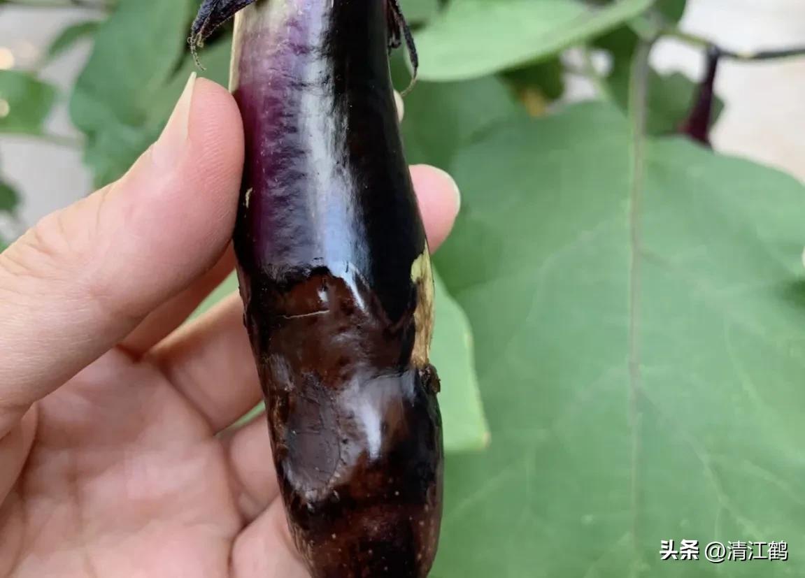 茄子买什么样的好,茄子到底能不能买