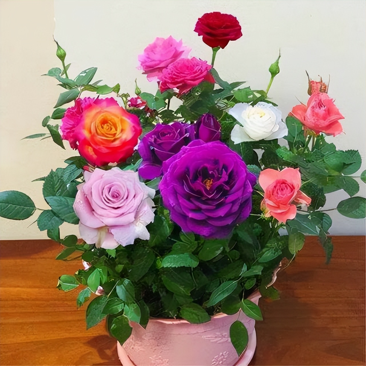 多色玫瑰混搭图片,多色玫瑰品种大全介绍