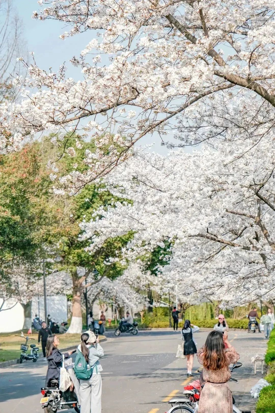 雨樱也浪漫！浙工大美美美！