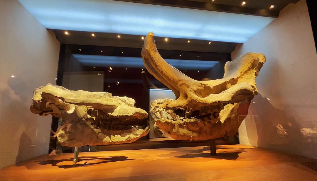 上海自然博物馆隐藏打卡,探秘上海隐秘地