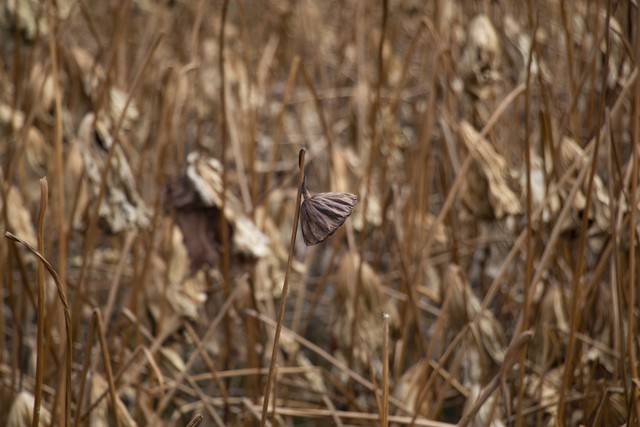 散文熙熙攘攘夜难静,散文星辰大海