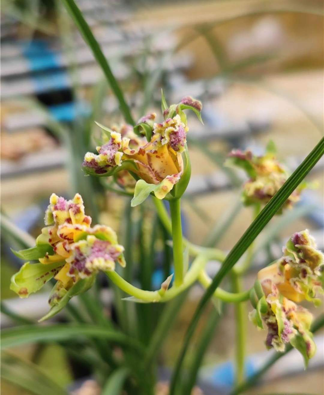 兰花好运牡丹怎么养,兰花华贵牡丹