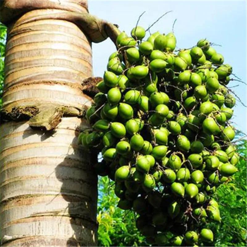 谈谈我对海南椰子的看法,谈谈对我的意见和看法