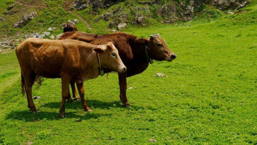 苏轼寓言故事,苏轼100字小故事