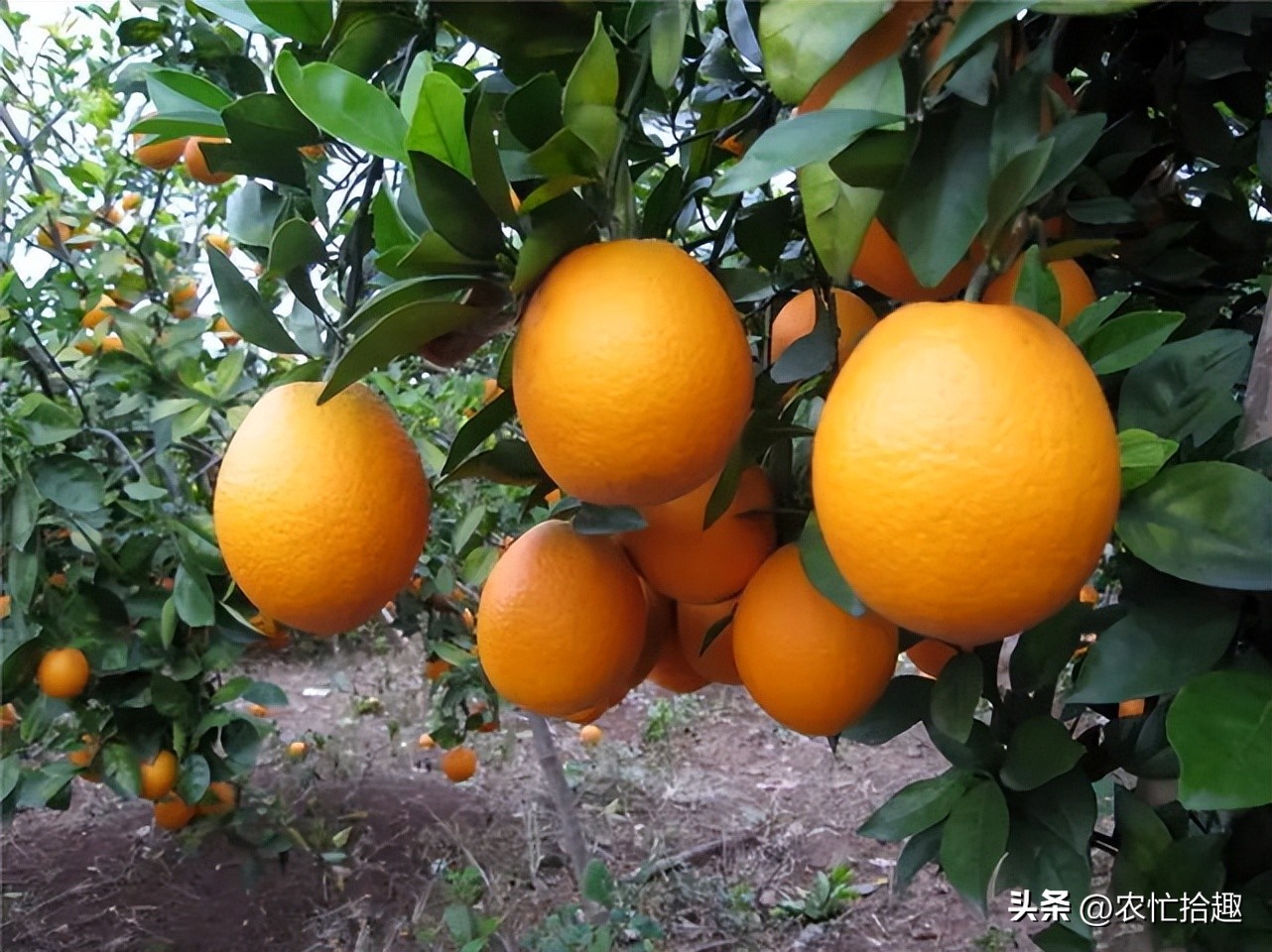 刚遇2.5元一斤热卖，却遭逢降雨，大量果子裂开，果农收入打水漂