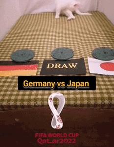 大熊猫成功“预测”日本战胜德国,大熊猫预测四场球赛