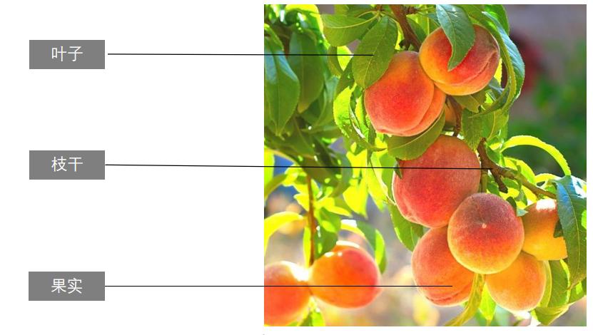 桃子精解说,桃子精万岁