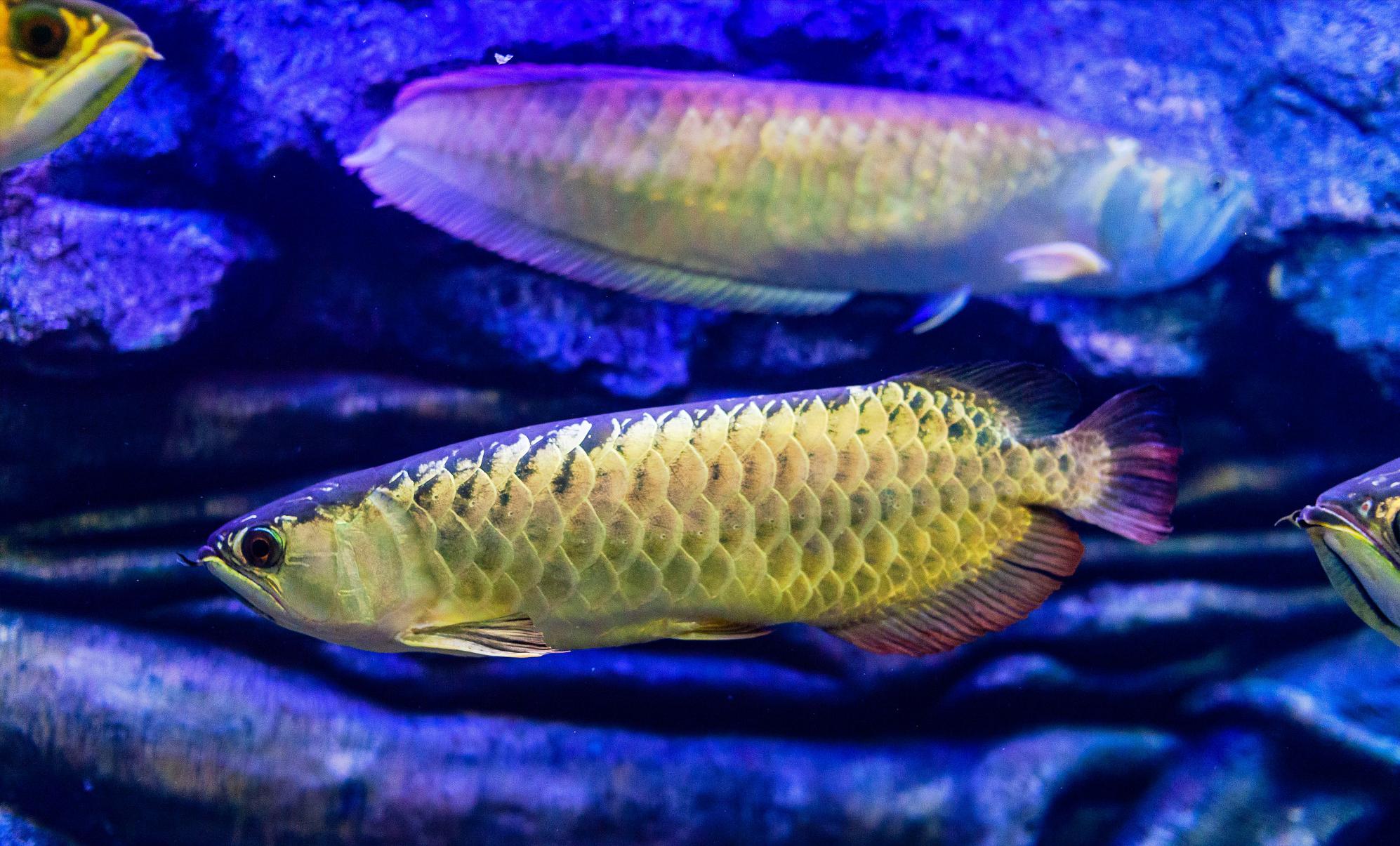 帝龙龙鱼怎么样,帝龙和龙神谁厉害