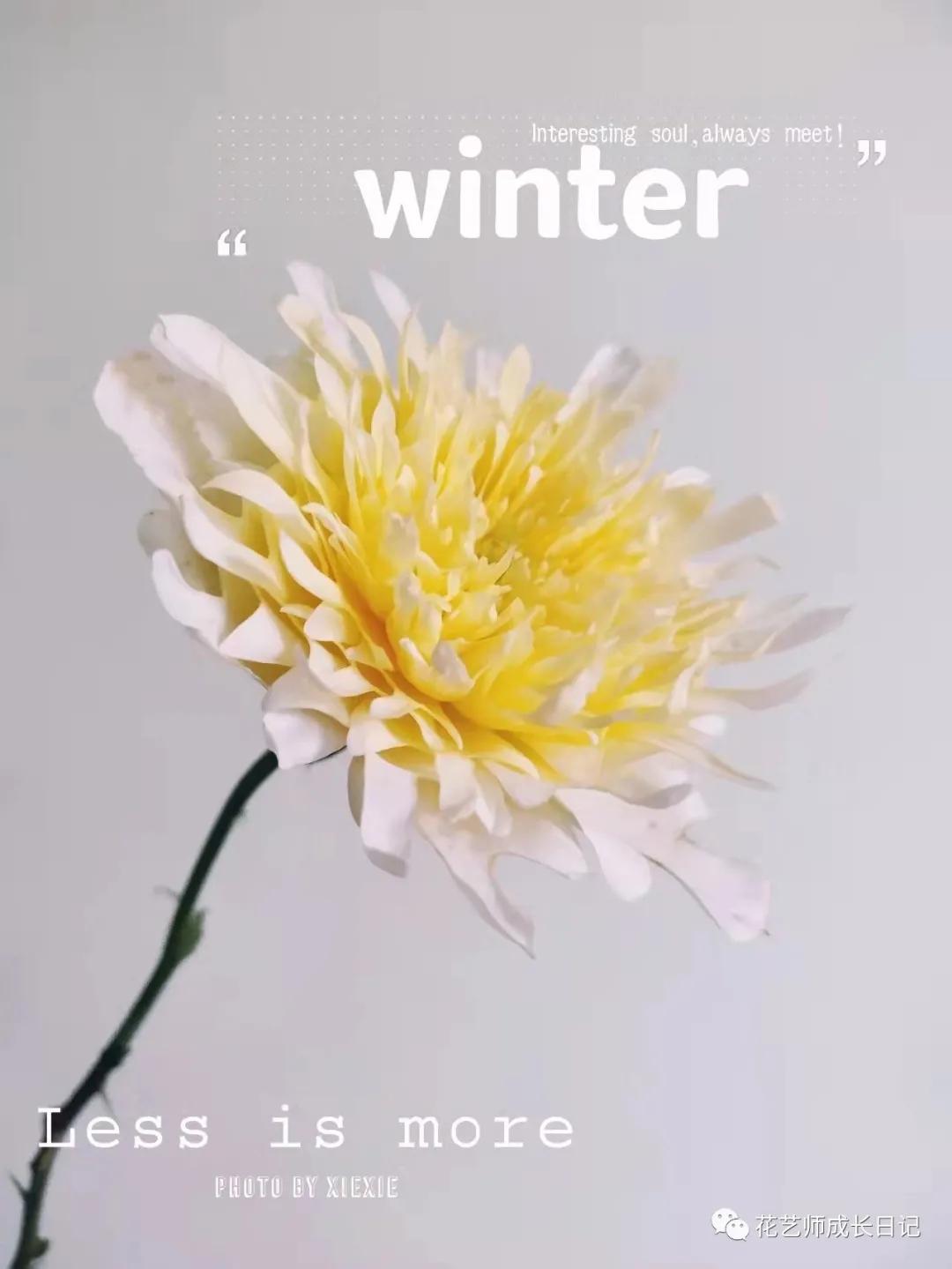 100朵玫瑰vol.50|烟花波浪玫瑰，菊里菊气，花开如烟火