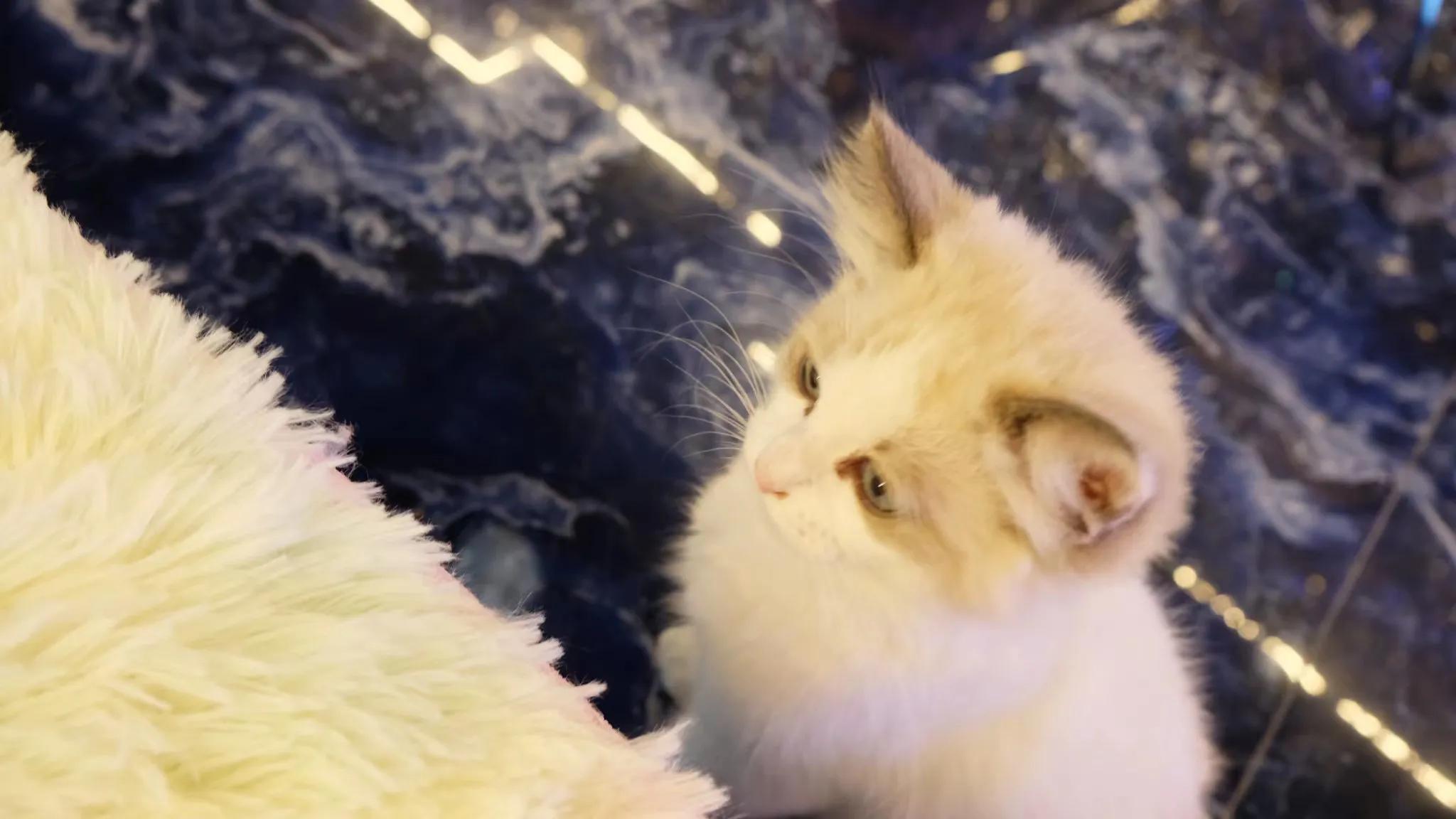 陶白白狮子座女,陶白白狮子座男生解析