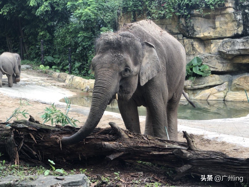 世界大象日了解亚洲象大种群,大象培育巨象