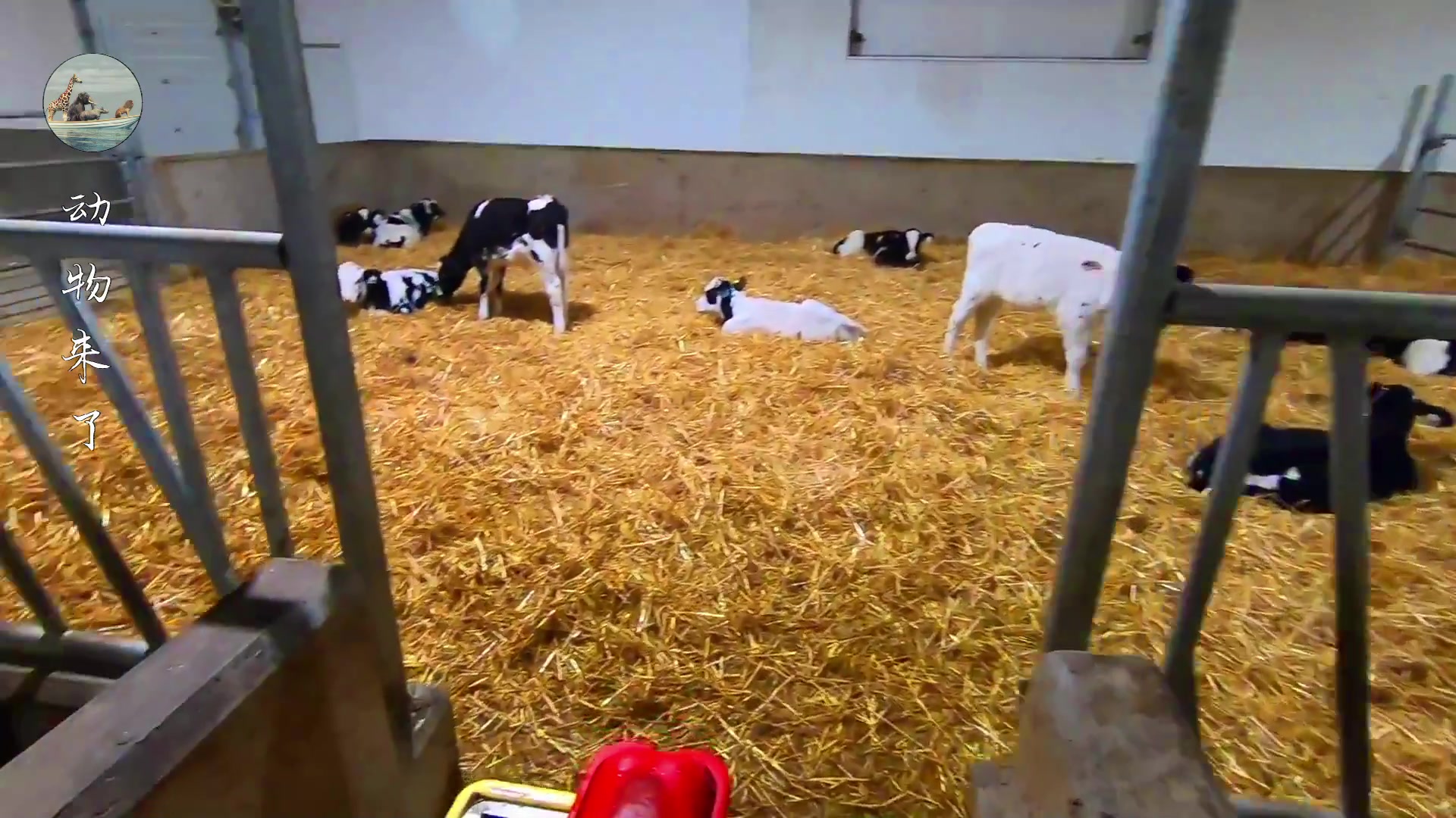 牛肉源头供应链怎样挣钱,养牛30年不赔钱的秘诀